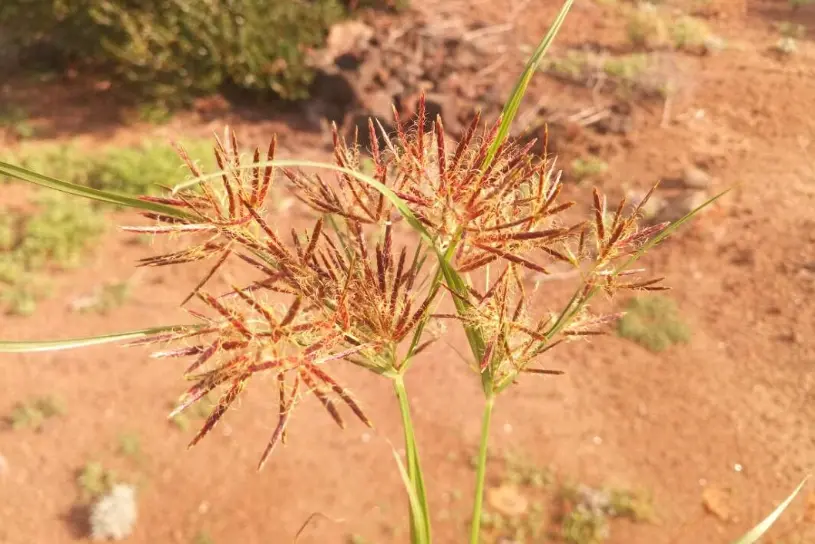 Cyperus-Rotundus-oil-moroccangiftshop.com