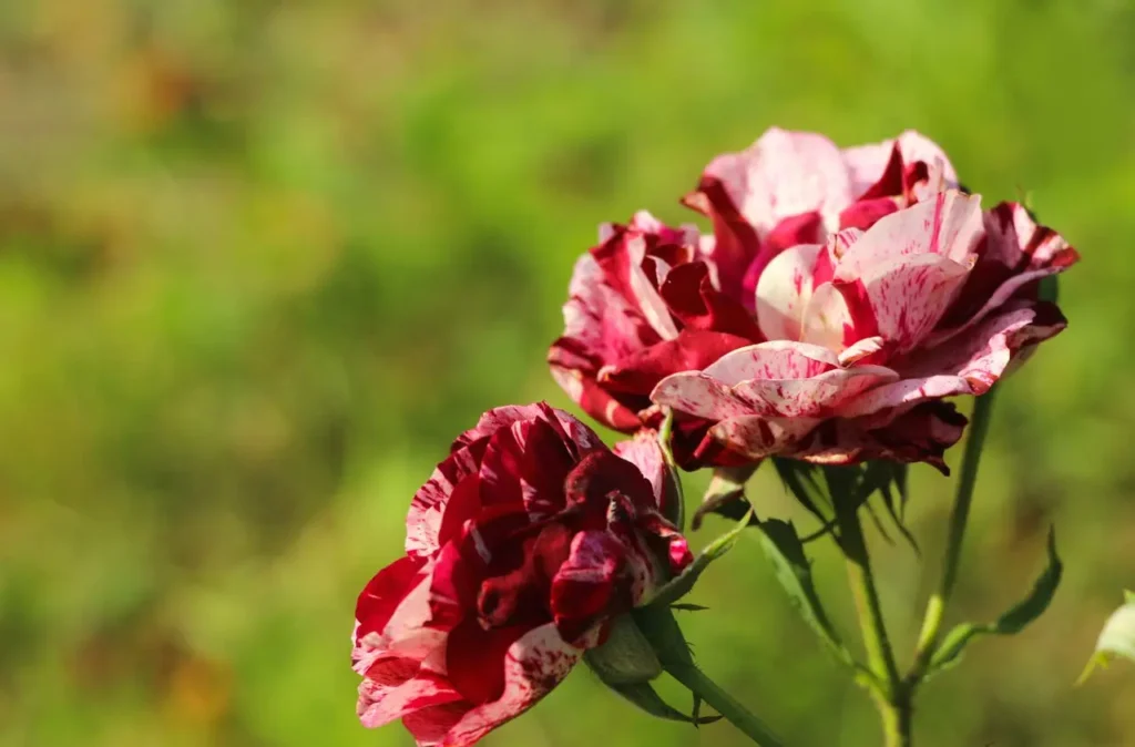 Moroccan-Rose-Water-by-Skalli-Essentials-moroccangiftshop.com