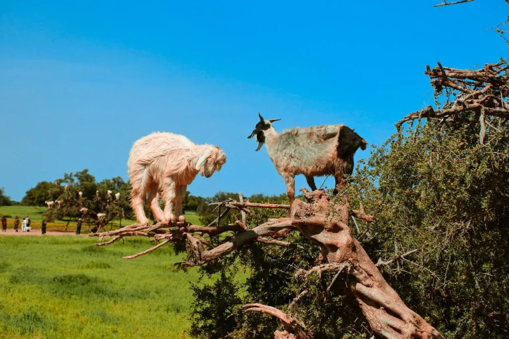 Organic-Moroccan-Argan-Oil-from-Skalli-Essentials-Review-moroccangiftshop.com