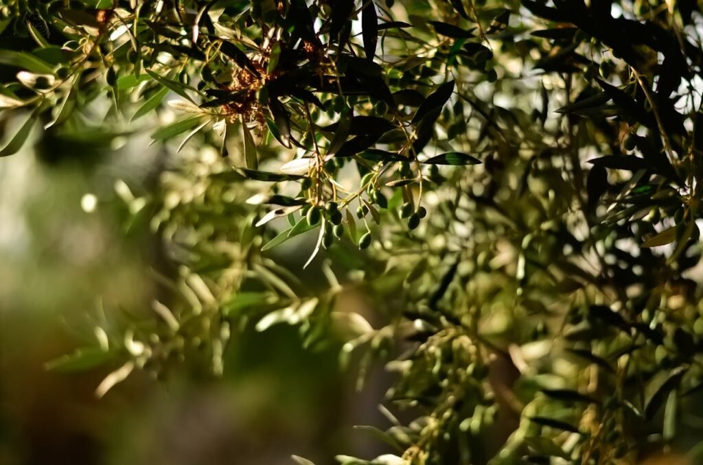Moroccan-Olive-Oil-Benefits-for-Men-Boosting-Testosterone-Naturally-moroccangiftshop.com